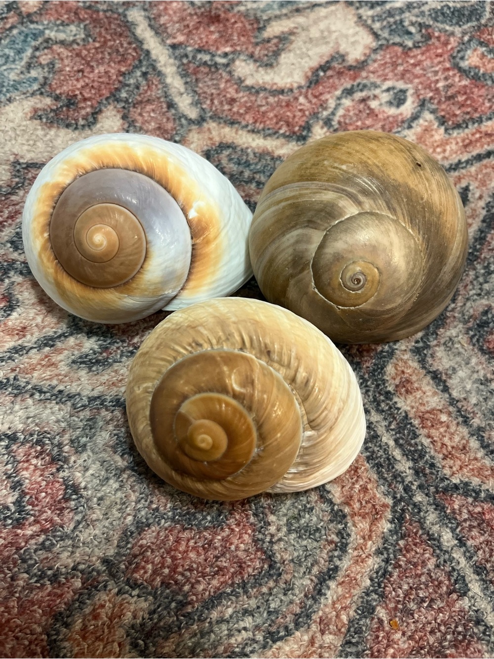 Set of 3 large Natural Spiral hermit crab Seashells - Warm Brown & Cream Tones
